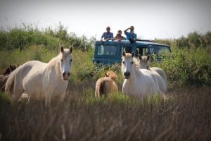 Safari en Camargue